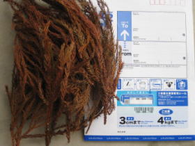 ���i�C���[�W1